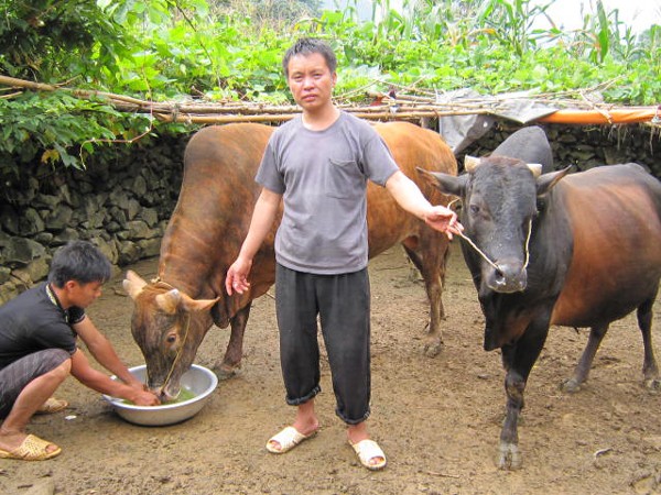 Разведение коров на каменном плоскогорье Хазянг - ảnh 1